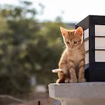 Szálloda Rose Ezine